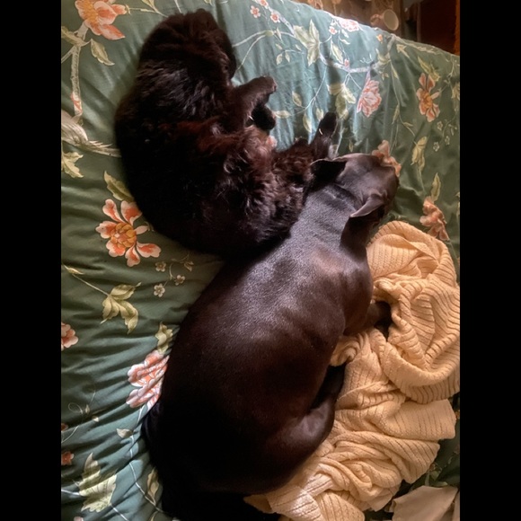 Animal Friendly Home - Picture 4 of 16